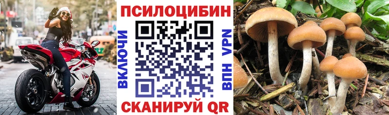 Псилоцибиновые грибы GOLDEN TEACHER  как найти наркотики  Томари 